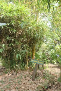 Stripped Bamboo, one of the plants at Bollywood Veggie